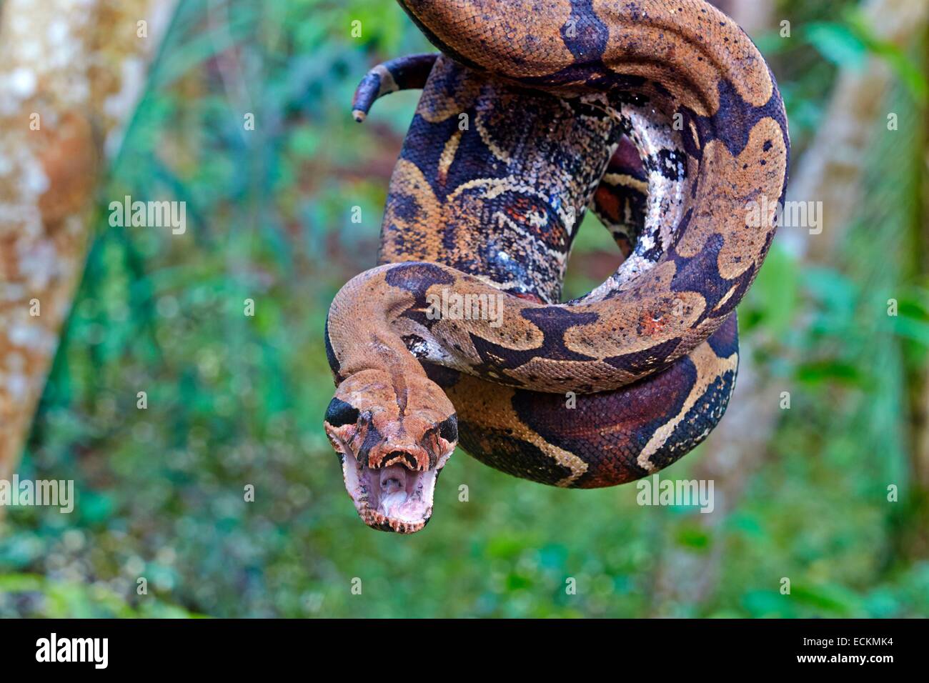 boa constrictor rainforest boa constrictor rainforest