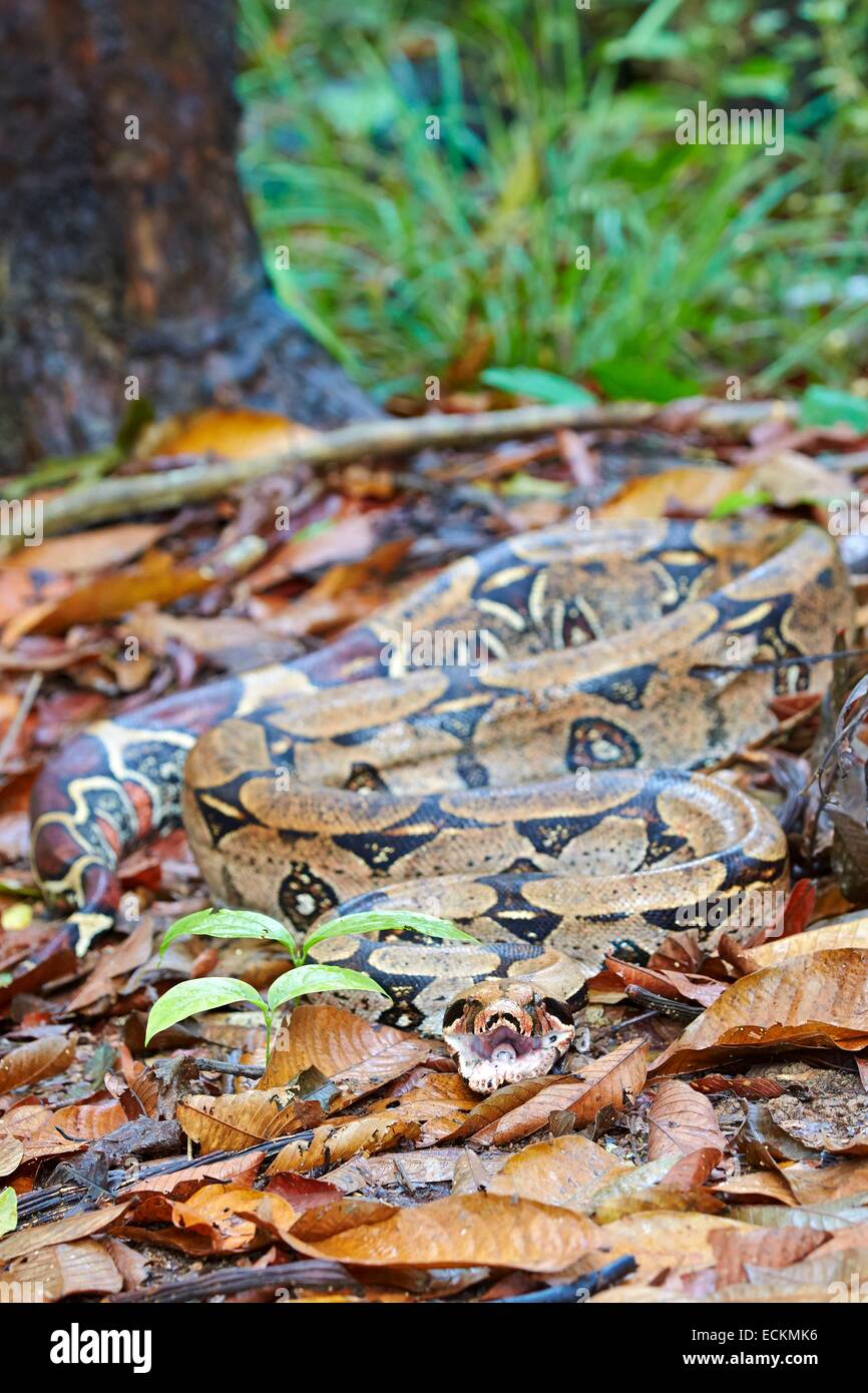 Brazil, Amazonas state, Amazon river basin, Boa constrictor (Boa ...