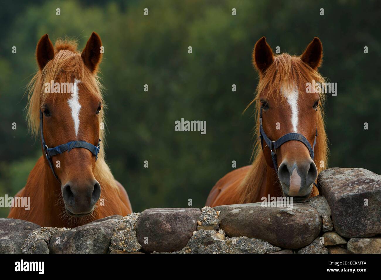 France, Pyrenees Atlantiques, Basque Country, Sare, domestic horses behind a stone wall Stock Photo