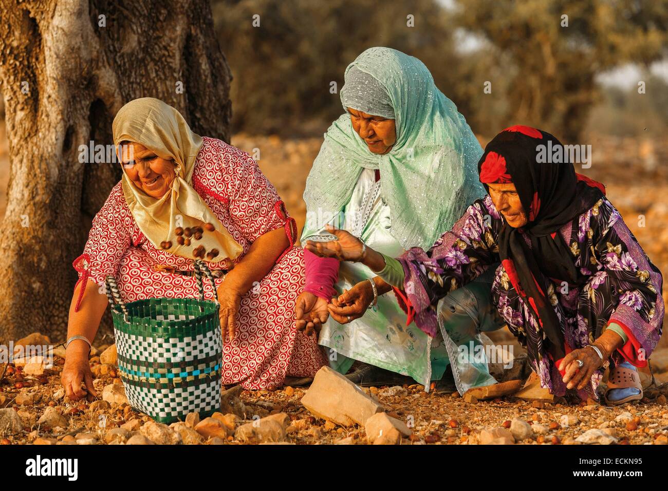 Morocco, Souss region, Tadrart, women-owned cooperative, collecting seeds of argan, collecting seeds Stock Photo