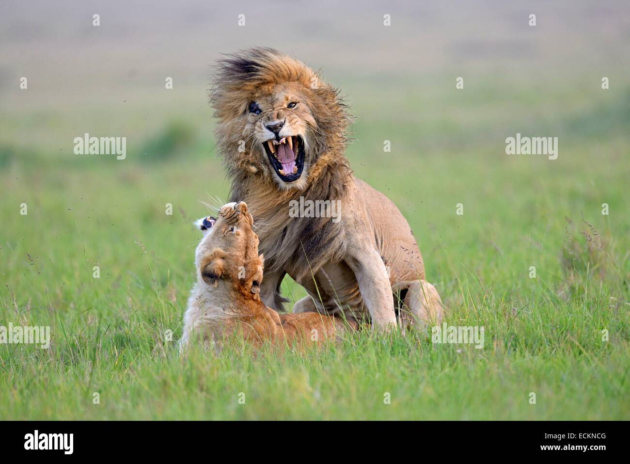 Kenya, Masai Mara Reserve, African lion (Panthera leo leo) mating in ...