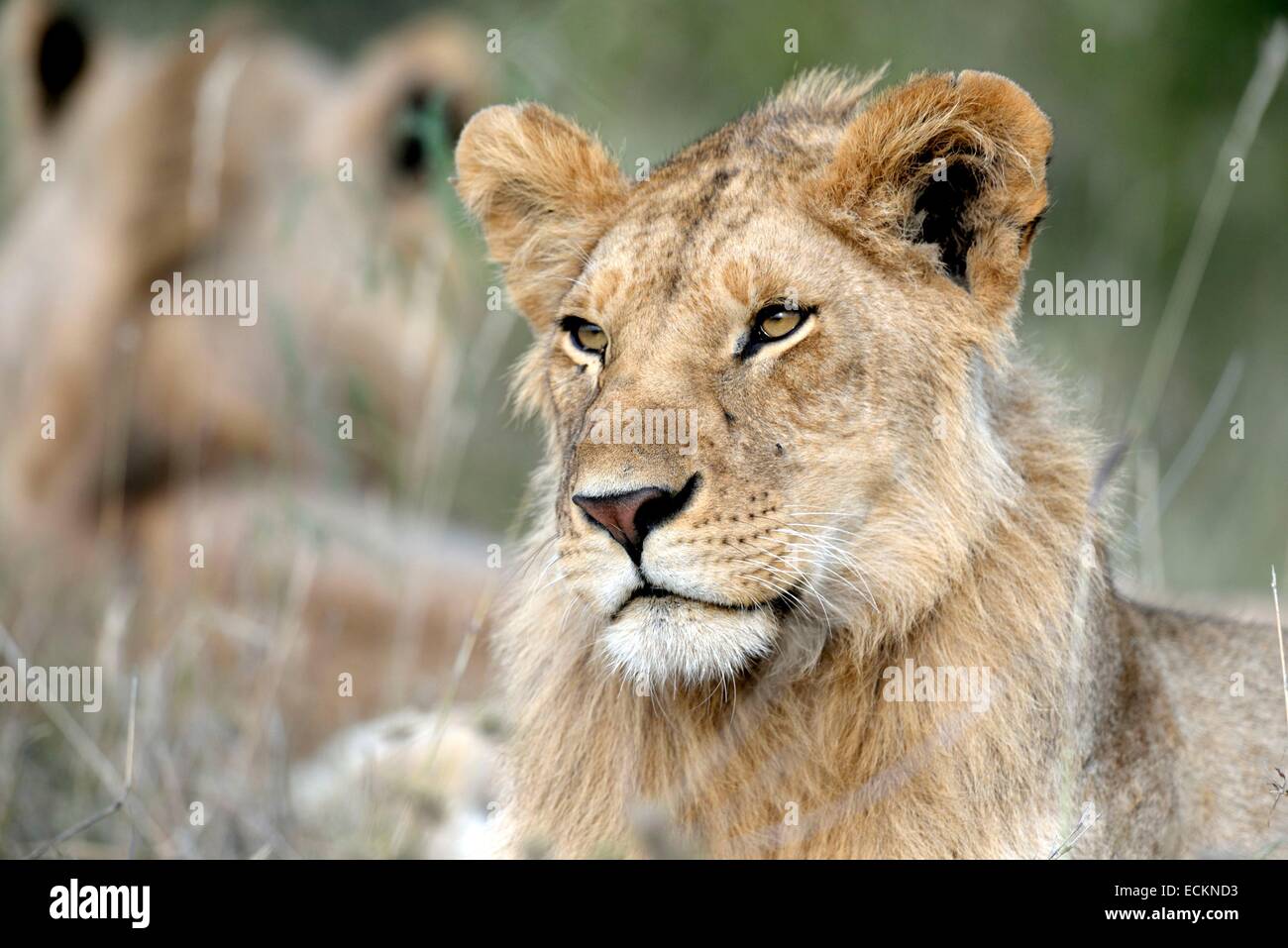 Kenya, Masai Mara Reserve, African lion