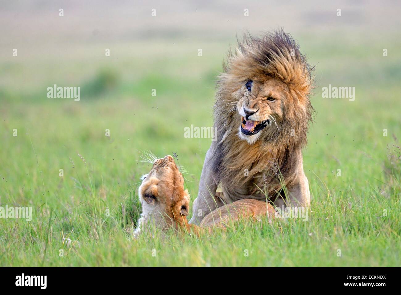 Kenya, Masai Mara Reserve, African lion (Panthera leo leo) mating in ...