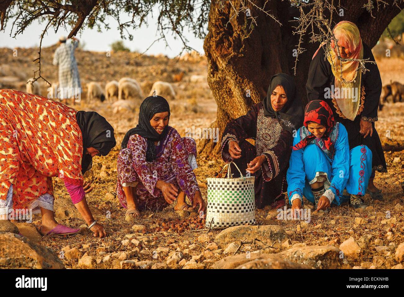 Morocco, Souss region, Tadrart, women-owned cooperative, collecting seeds of argan, collecting seeds Stock Photo