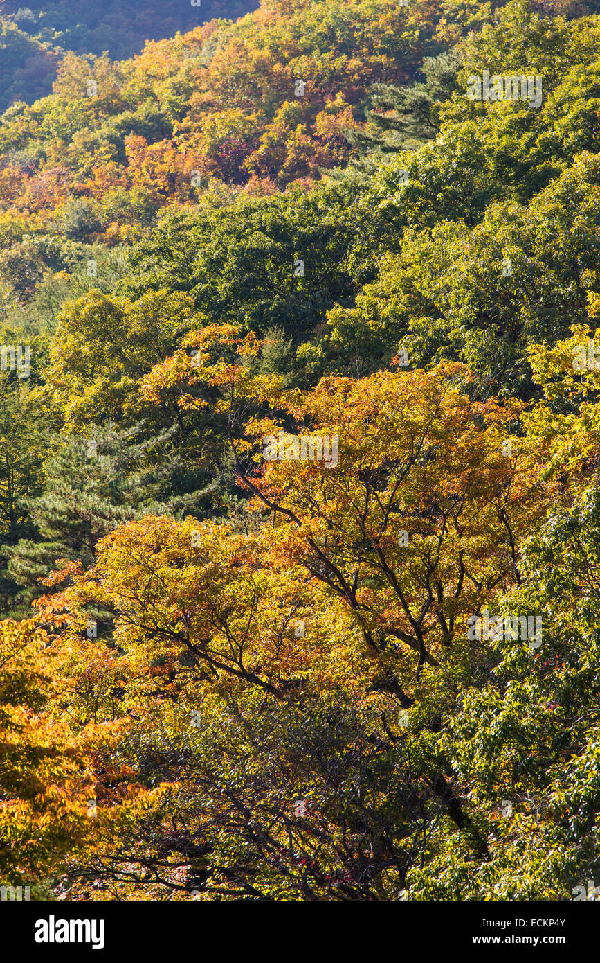 View of autumn colors in mountain in Korea Stock Photo