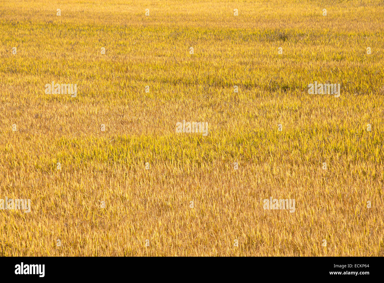 well ripened golden rice plants in fall Stock Photo