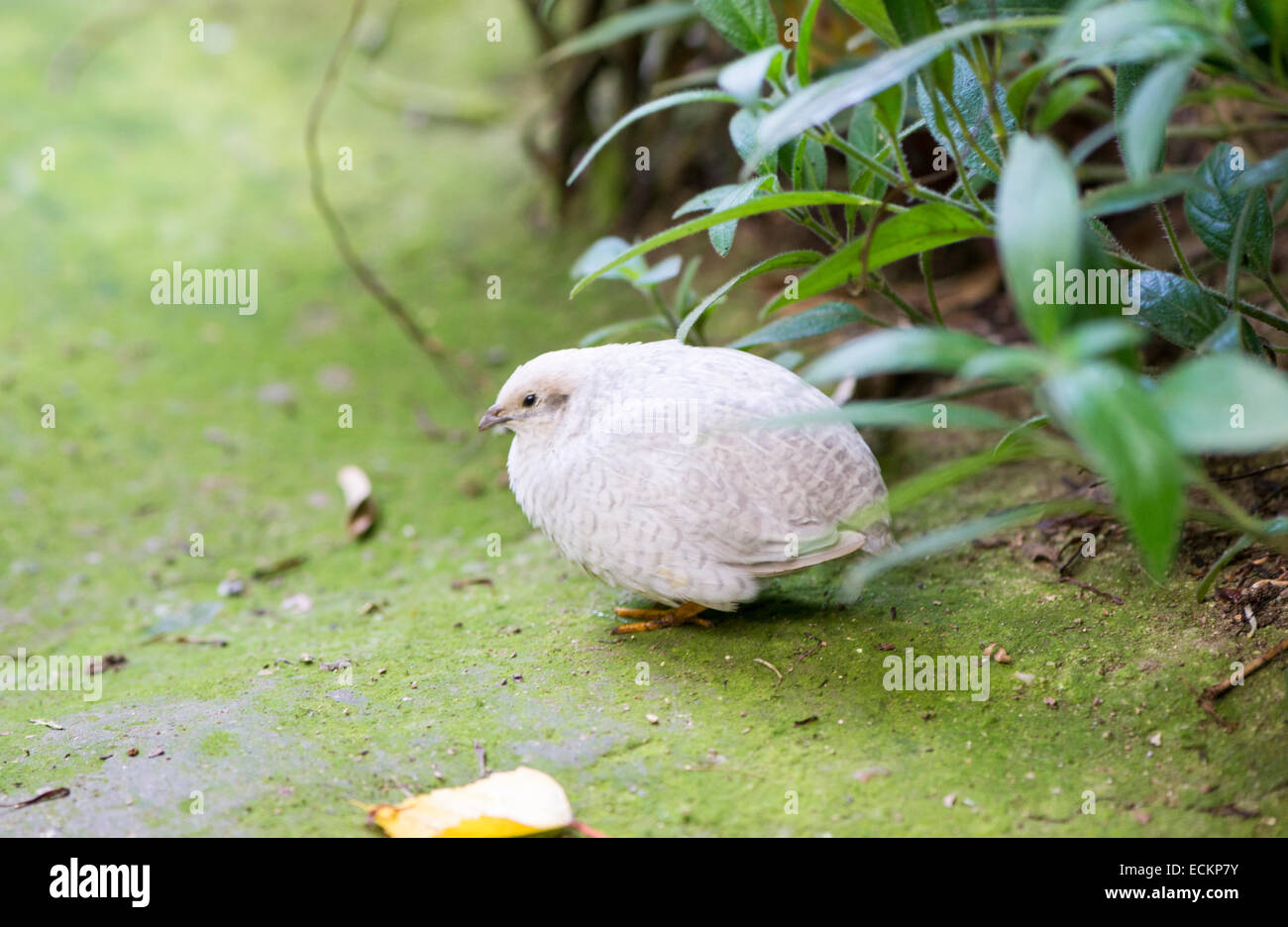 Chinese quail, chinensis excalfactoria looking for food Stock Photo