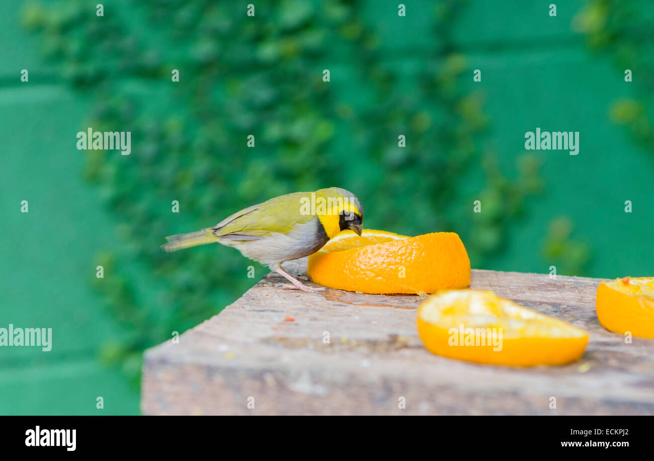 tomeguín the pine forest, Tiaris canorus looking for food Stock Photo