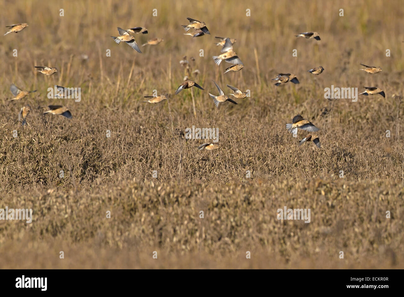 Linaria cannabina flying hi-res stock photography and images - Alamy