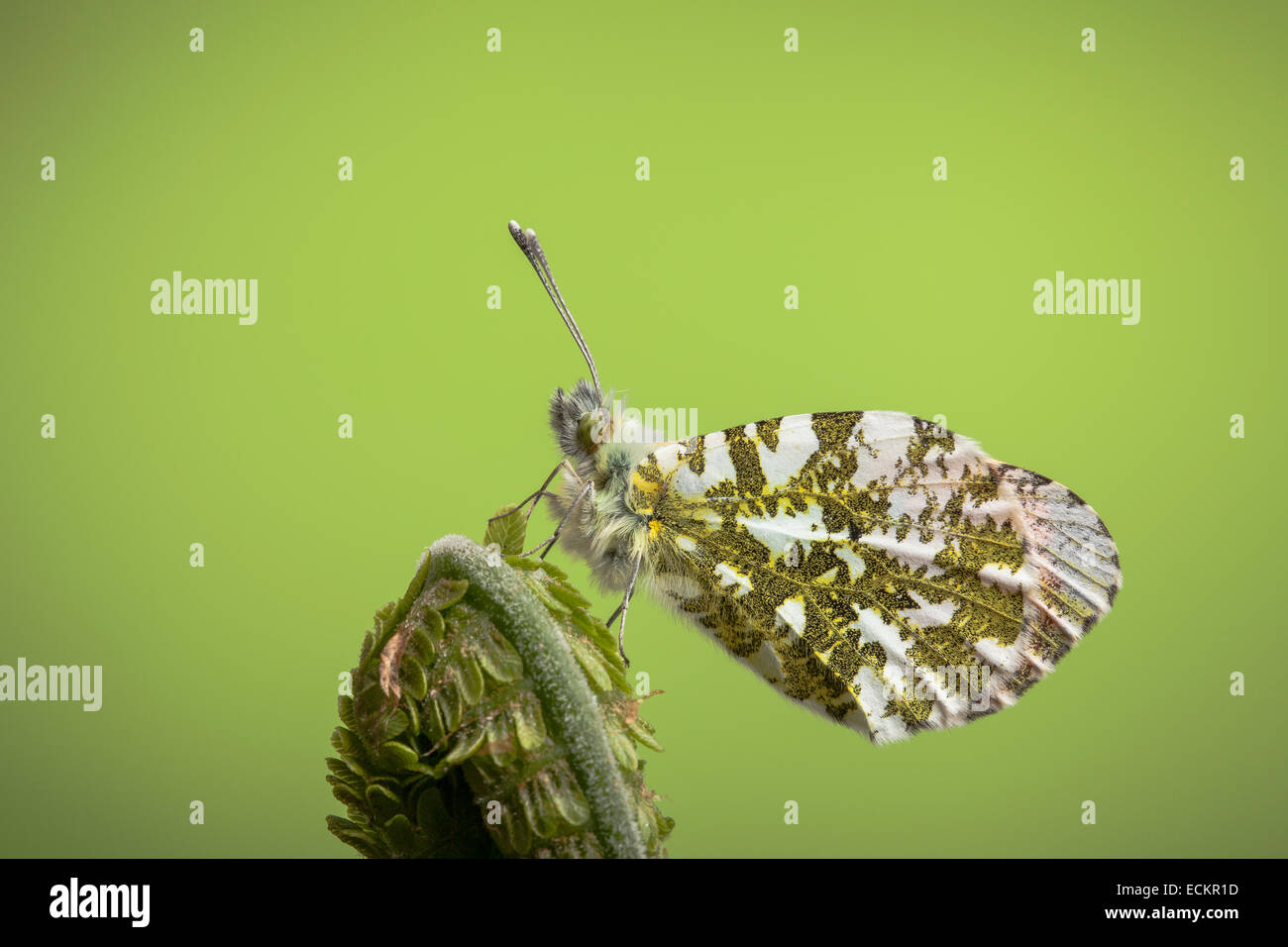 Orange-tip butterfly, male, Anthocharis cardamines, Yorkshire, May Stock Photo