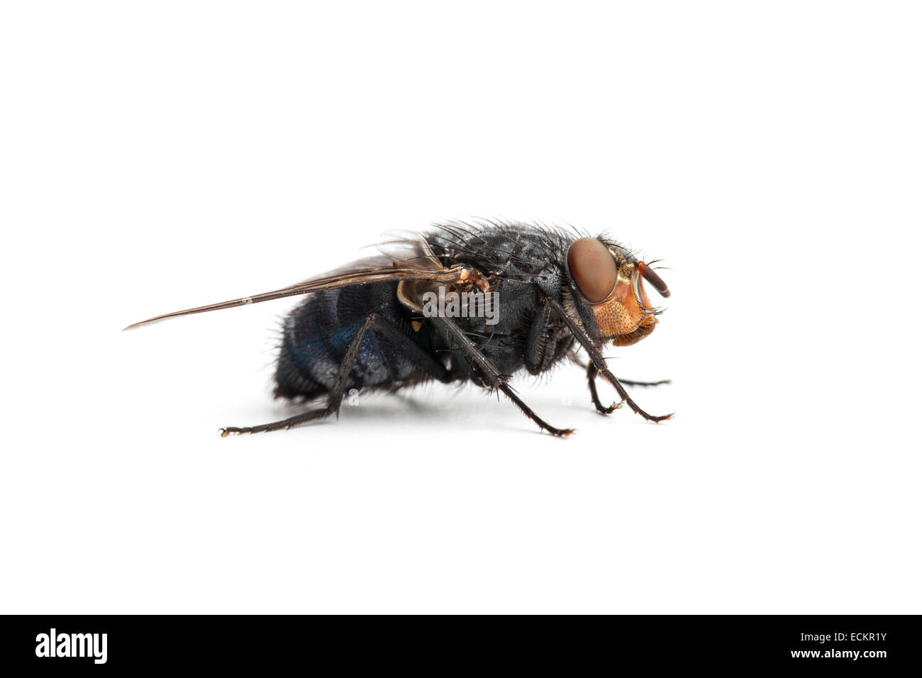 Blowfly, Calliphora species, on a white background Stock Photo