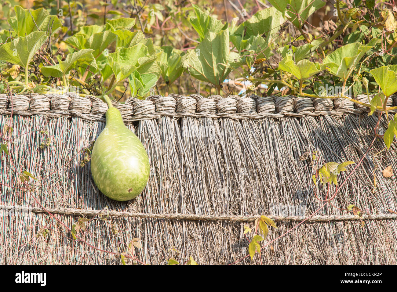 fresh green squash on straw roof of korean traditional wall Stock Photo