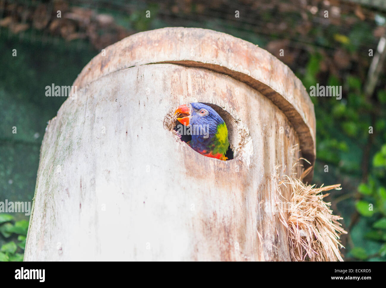 parrot rainbow, trichoglossus haematodus tucked into the nest Stock Photo