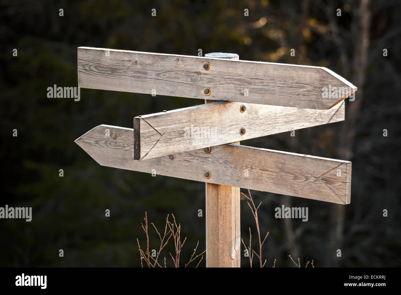 Empty wooden road sign in a dark forest Stock Photo