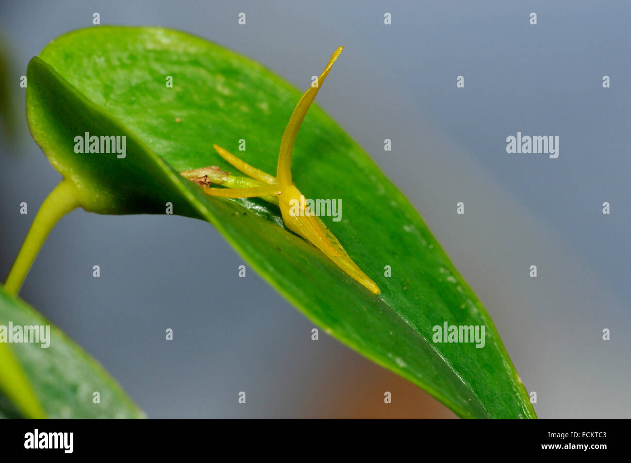 Three Toothed Pleurothallis - Pleurothallis tridentata From Venezuela, Colombia, Ecuador Stock Photo