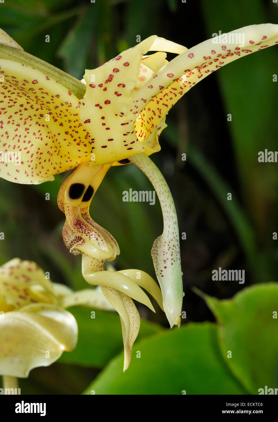 Eye-Spot Stanhopea Orchid - Stanhopea oculata Grows on soil cliffs and in humid forest trees in Mexico to Honduras as well as Co Stock Photo