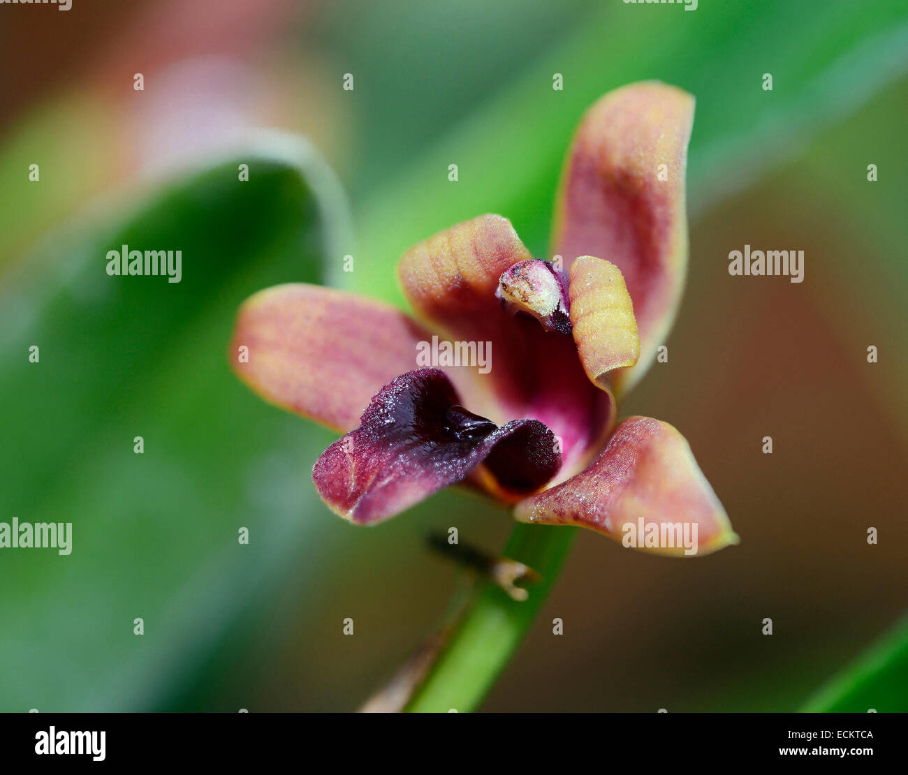 Variable Maxillaria Orchid - Maxillaria variabilis From South America Stock Photo