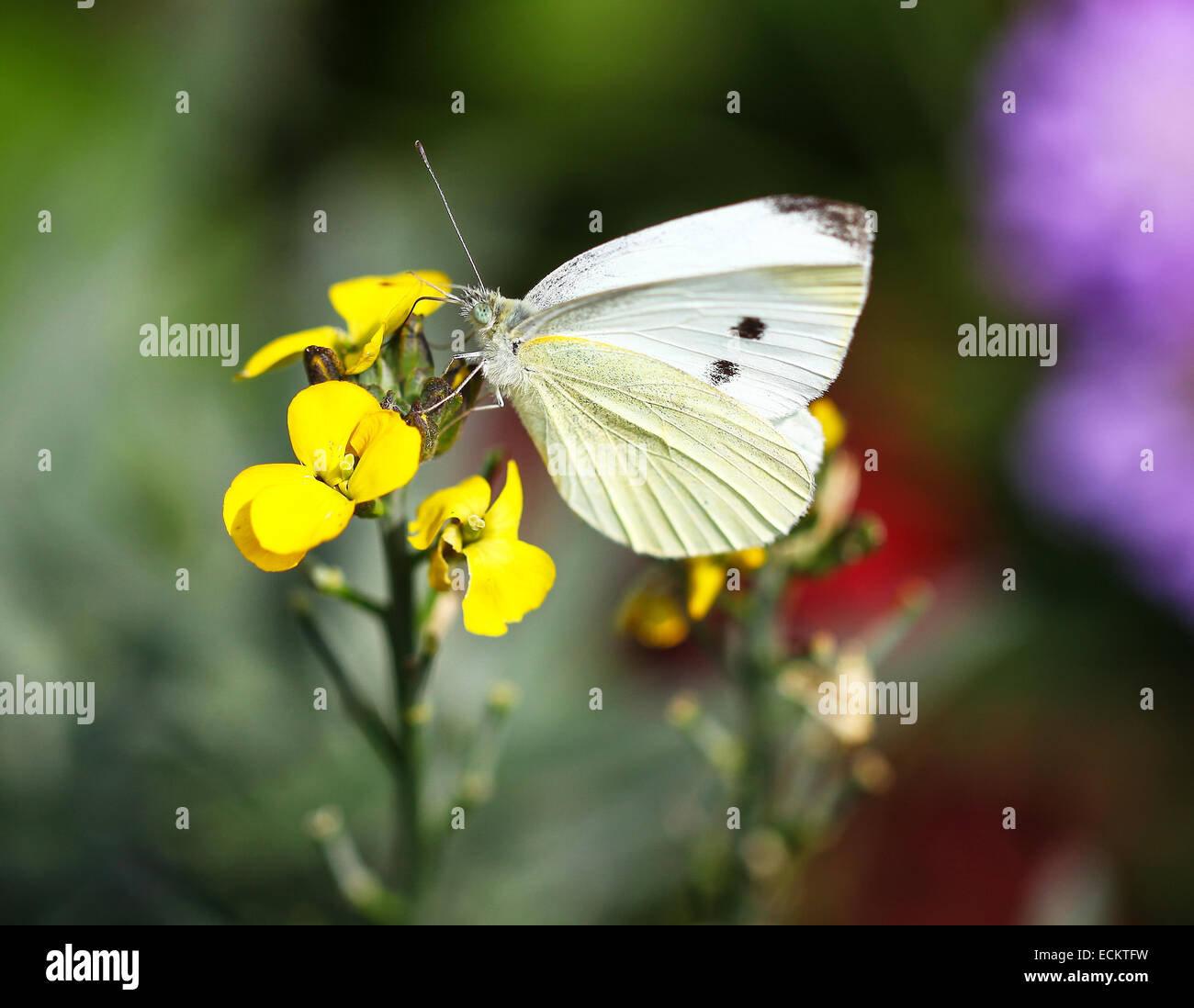A close up or macro shot of a Small White butterfly (Pieris rapae) on a yellow wallflower (Erysimum) flower, England, UK Stock Photo