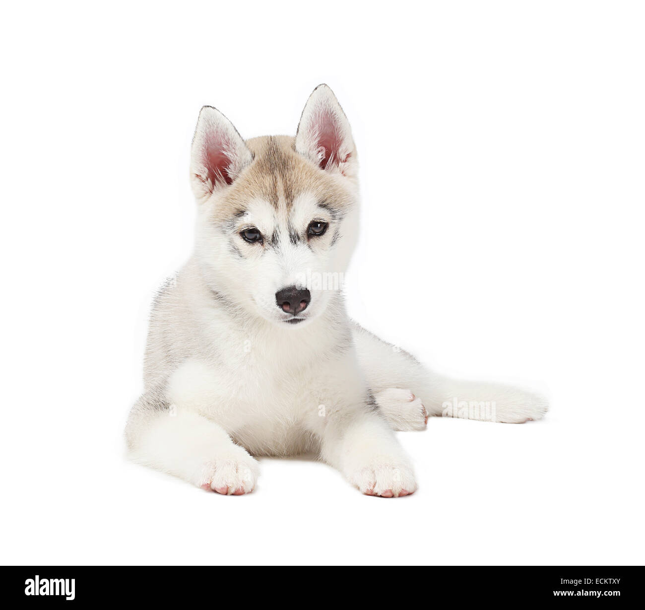 Small white store husky puppy