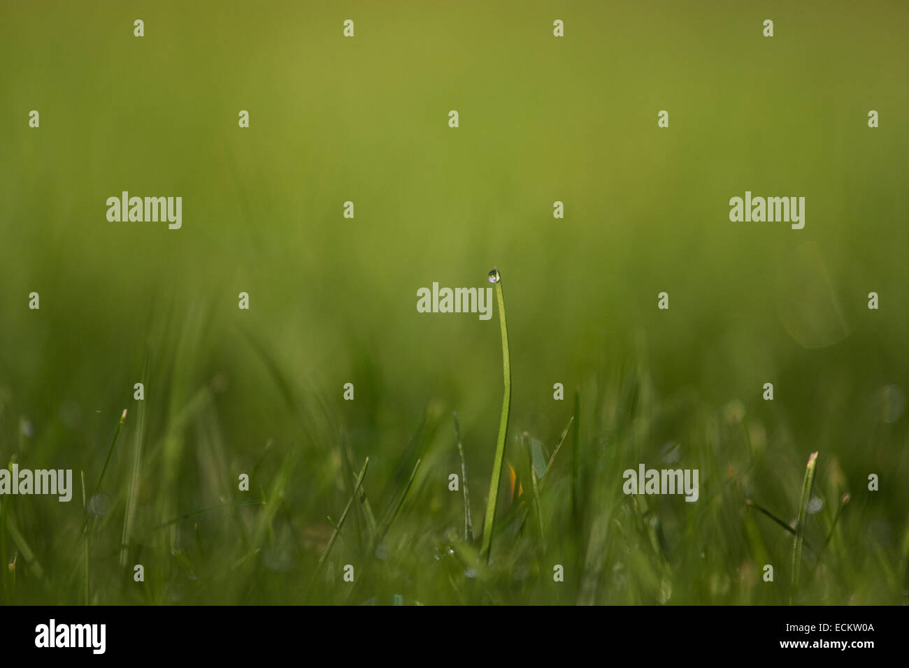 Blade of Grass. Stock Photo