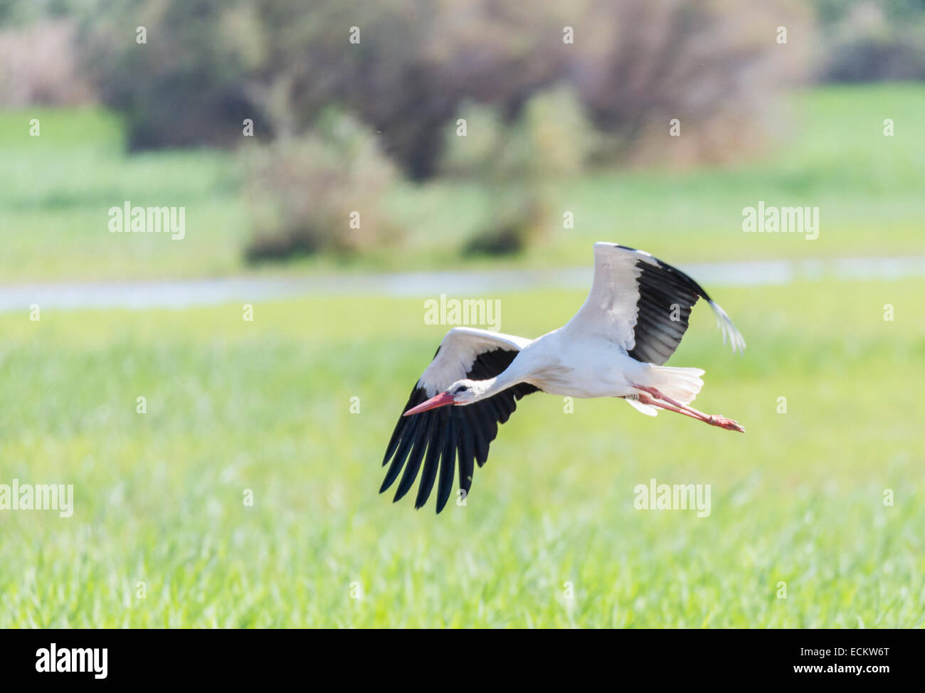 write stork, ciconia ciconia flying field Stock Photo