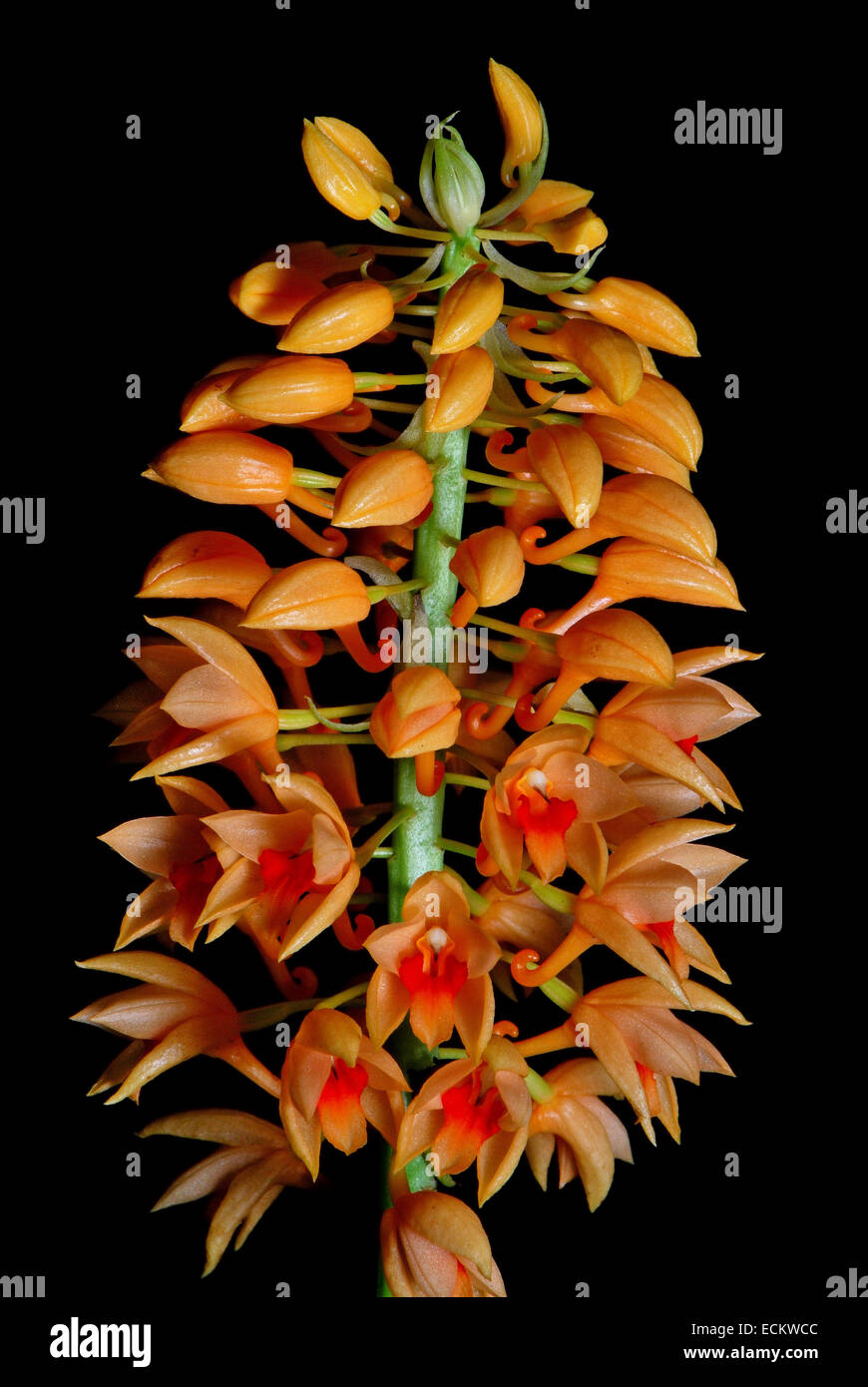 Beautiful orange ground orchid flower, Calanthe pulchra, isolated on a black background Stock Photo