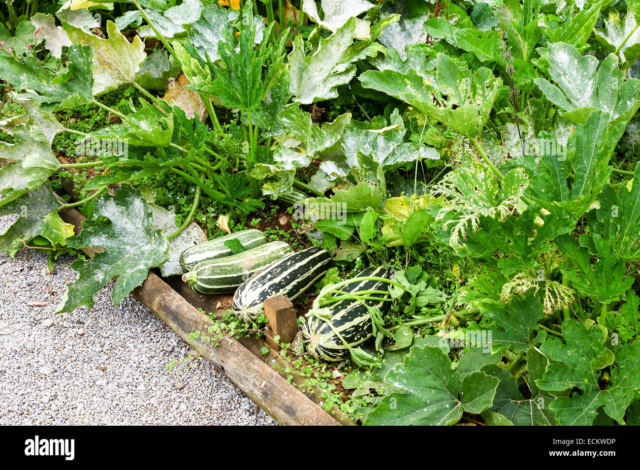 Marrows (Cucurbita) (Latin for gourd) growing in a vegetable patch in a garden Stock Photo