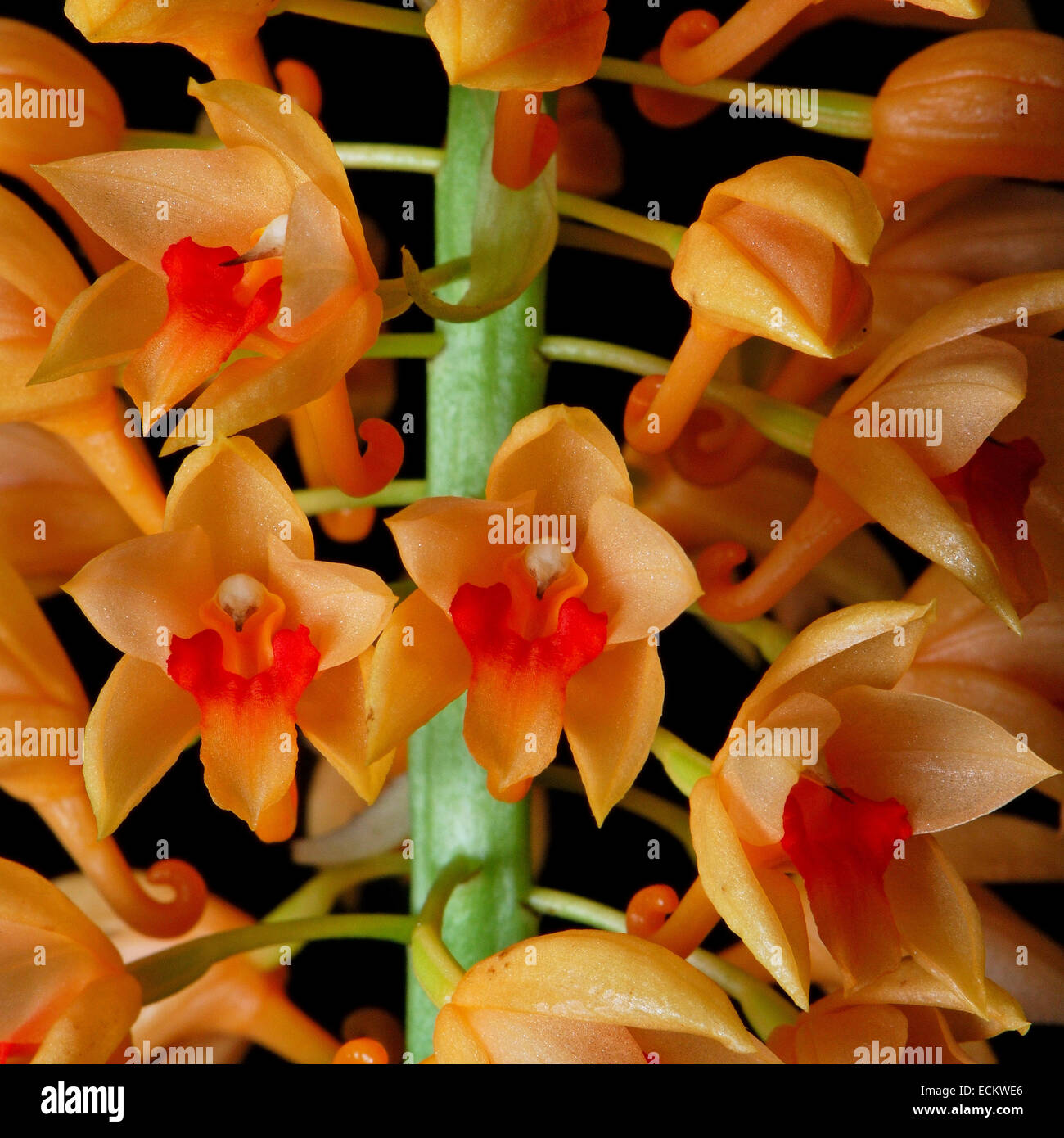 Beautiful orange ground orchid flower, Calanthe pulchra, isolated on a black background Stock Photo