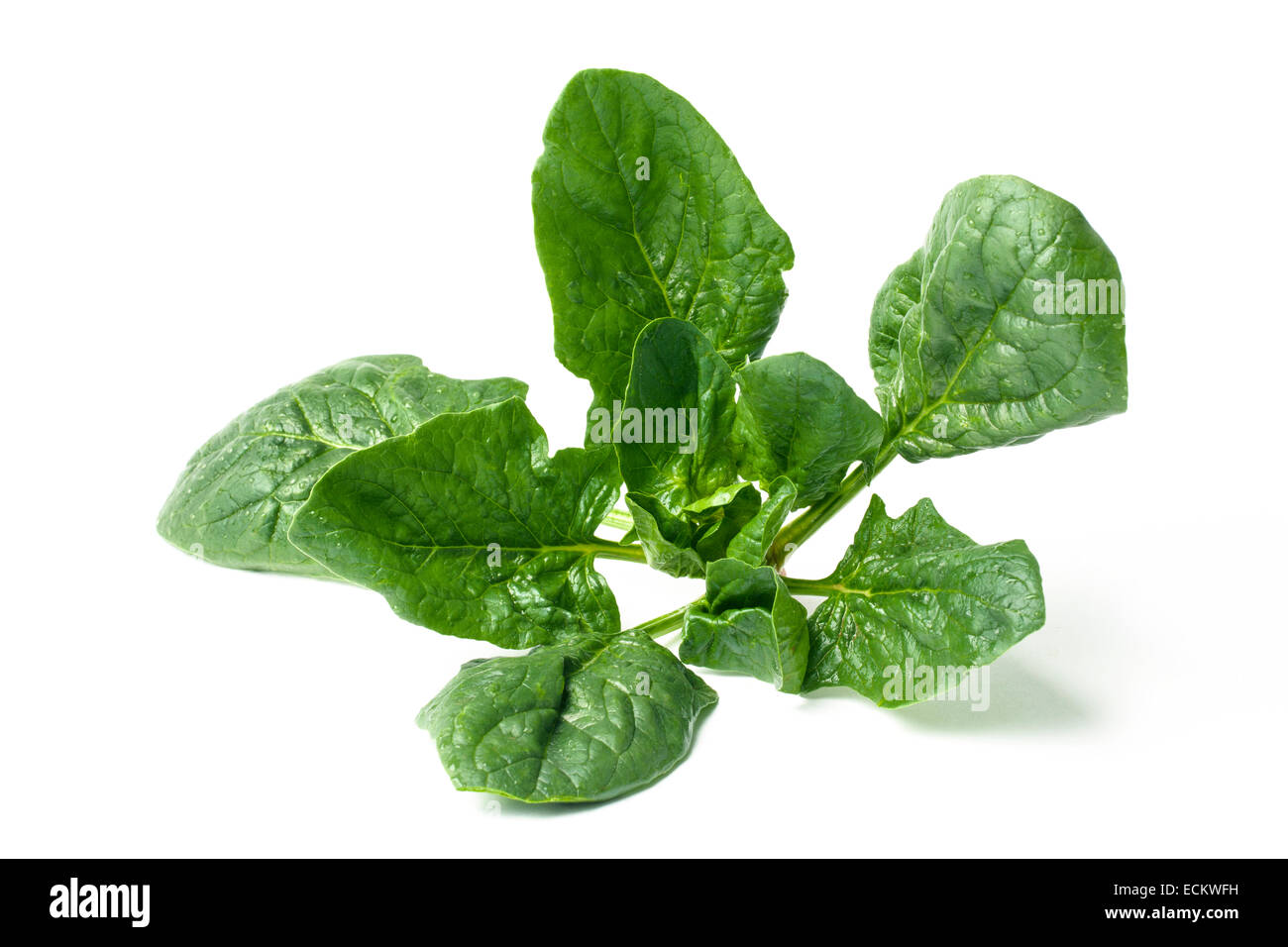 Bunch of spinach isolated on white background Stock Photo - Alamy