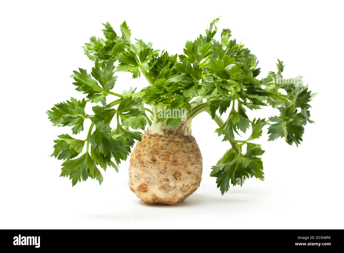 Celery leafs with root isolated on white. Stock Photo
