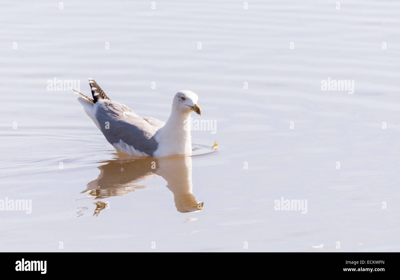 larus argentatus, herring gull fishing Stock Photo Alamy