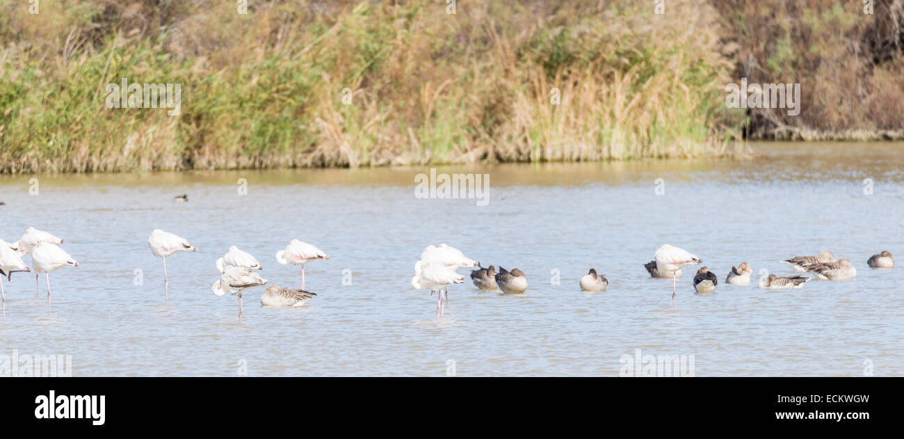 phoenicopterus ruber, greater flamingo looking for food under water Stock Photo