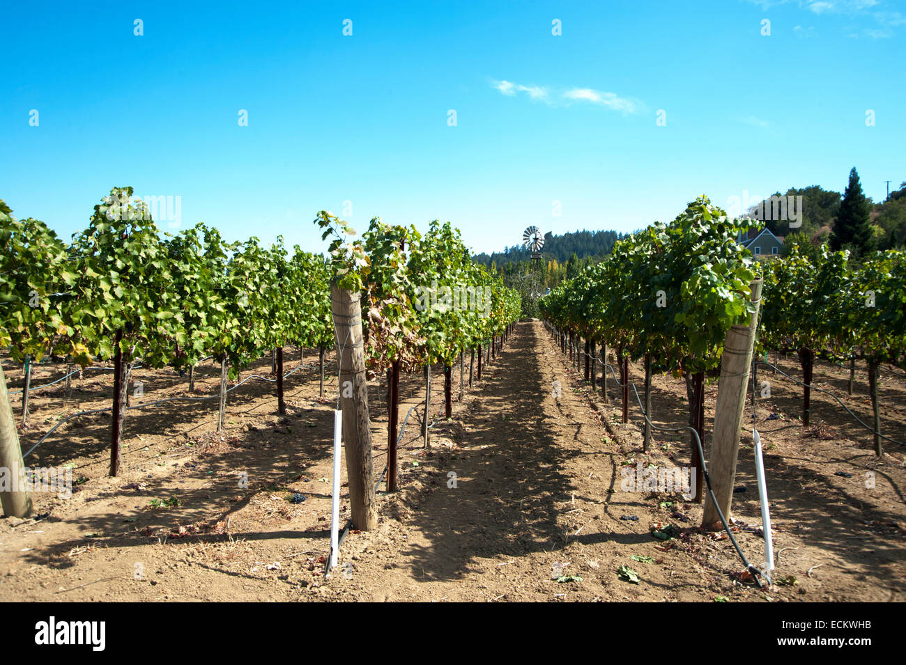 Winery grape vines hires stock photography and images Alamy