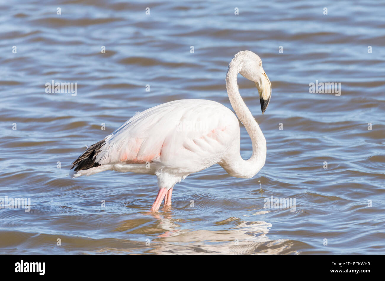phoenicopterus ruber, greater flamingo looking for food under water Stock Photo