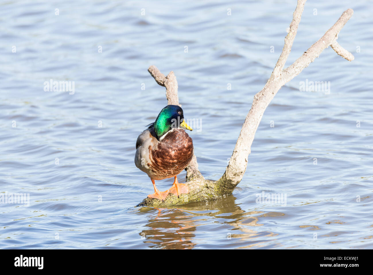 anas platyrhynchos,swimming in the lake looking for food Stock Photo