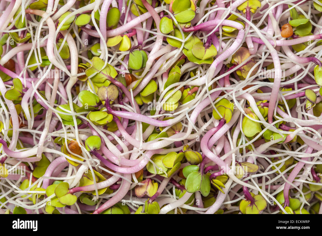 Young sprouted seeds of alfalfa with green leafs. Stock Photo
