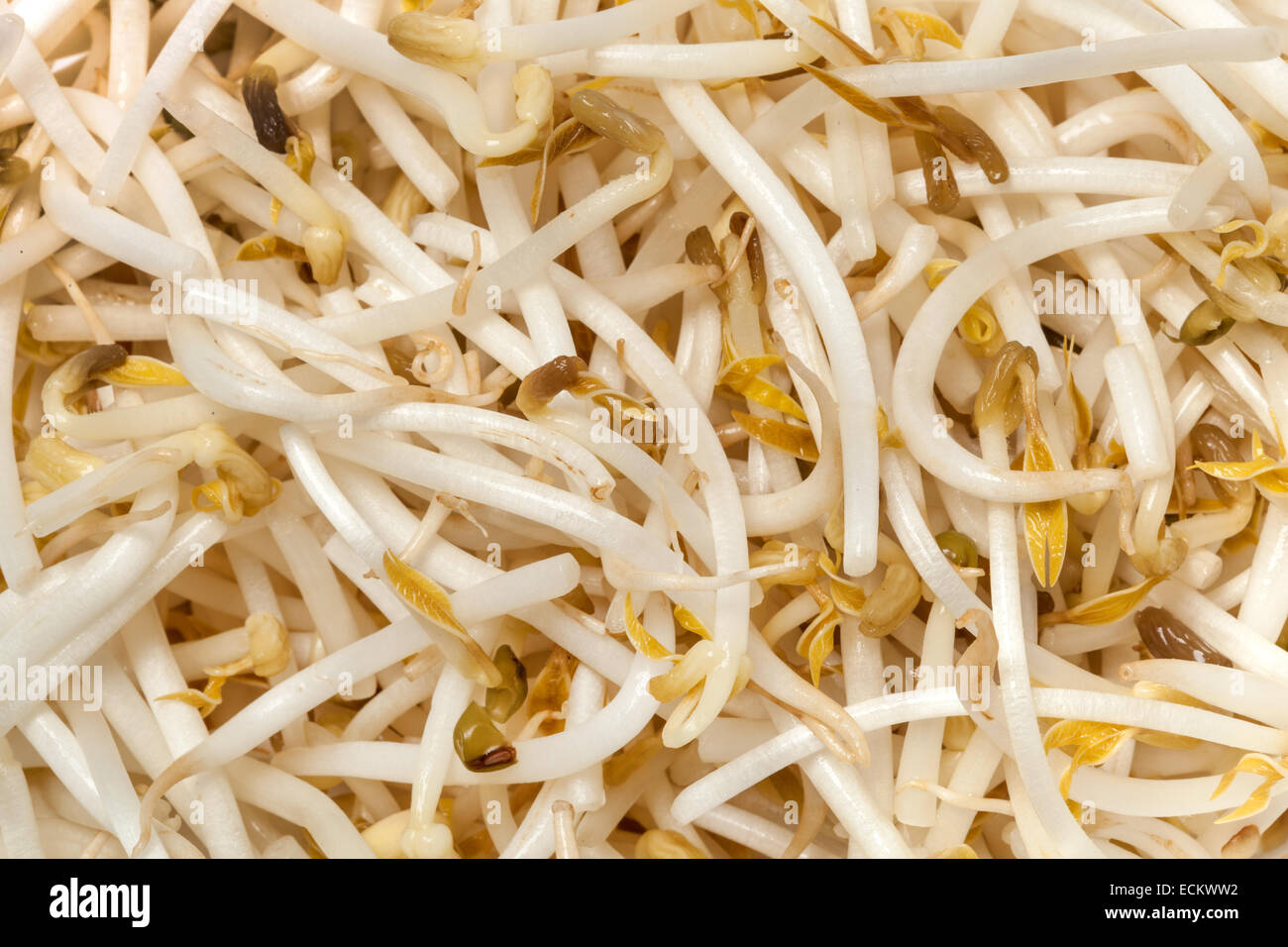 Young sprouted seeds of soy before cooking. Stock Photo