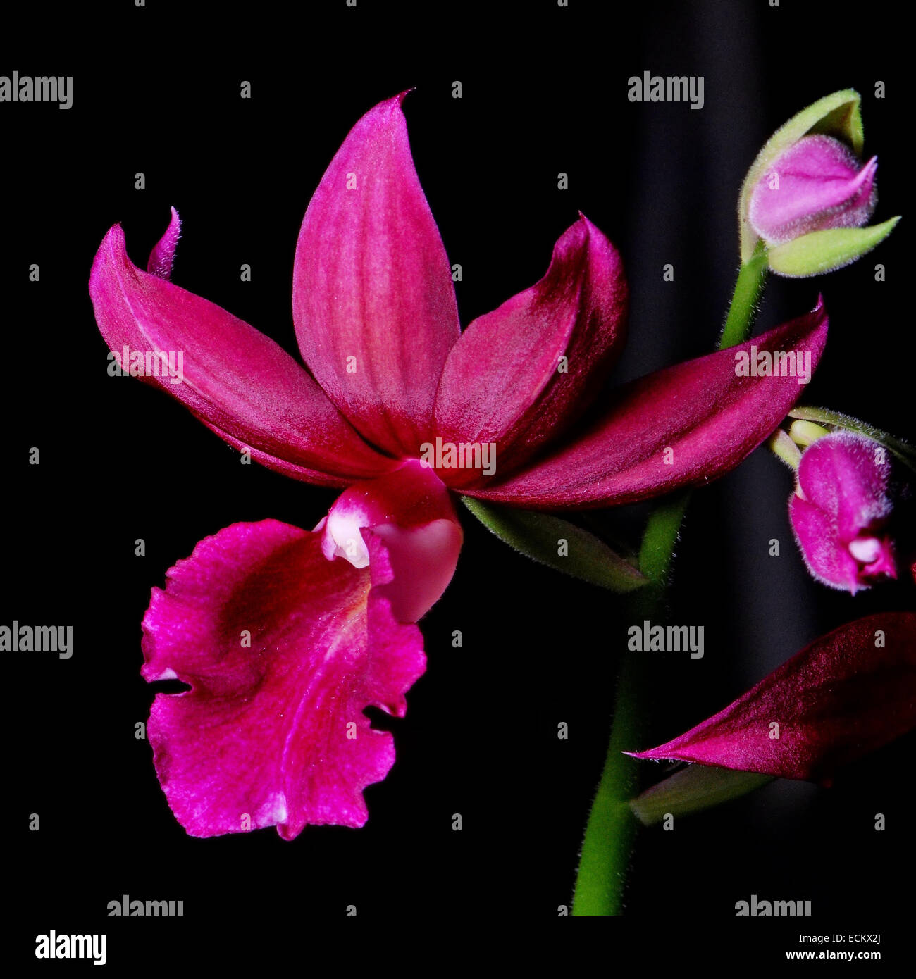 Beautiful ground orchid, Phaiocalanthe Kryptonite, isolated on a black background Stock Photo