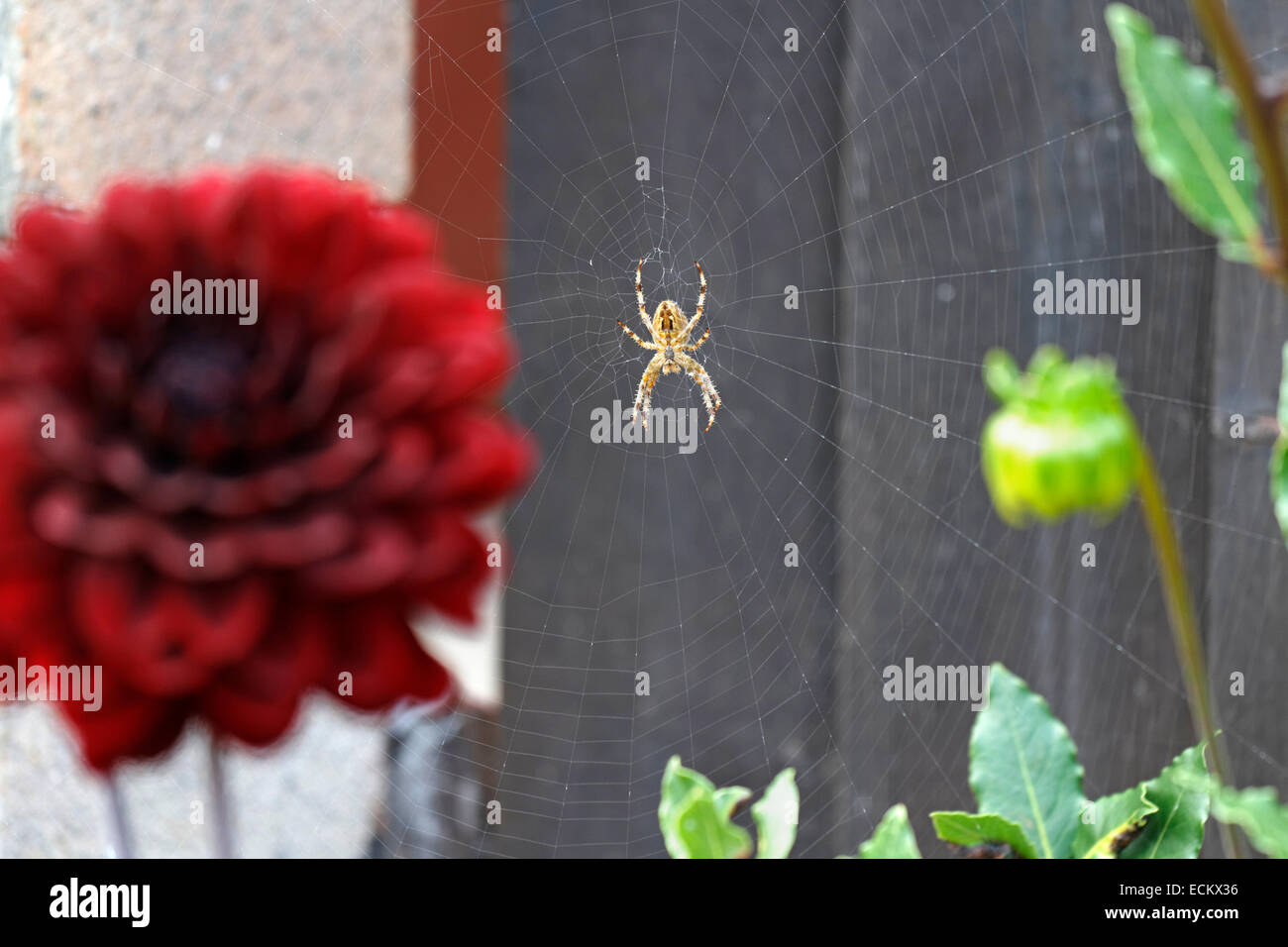 Garden orb spider in garden border of dahlias Stock Photo
