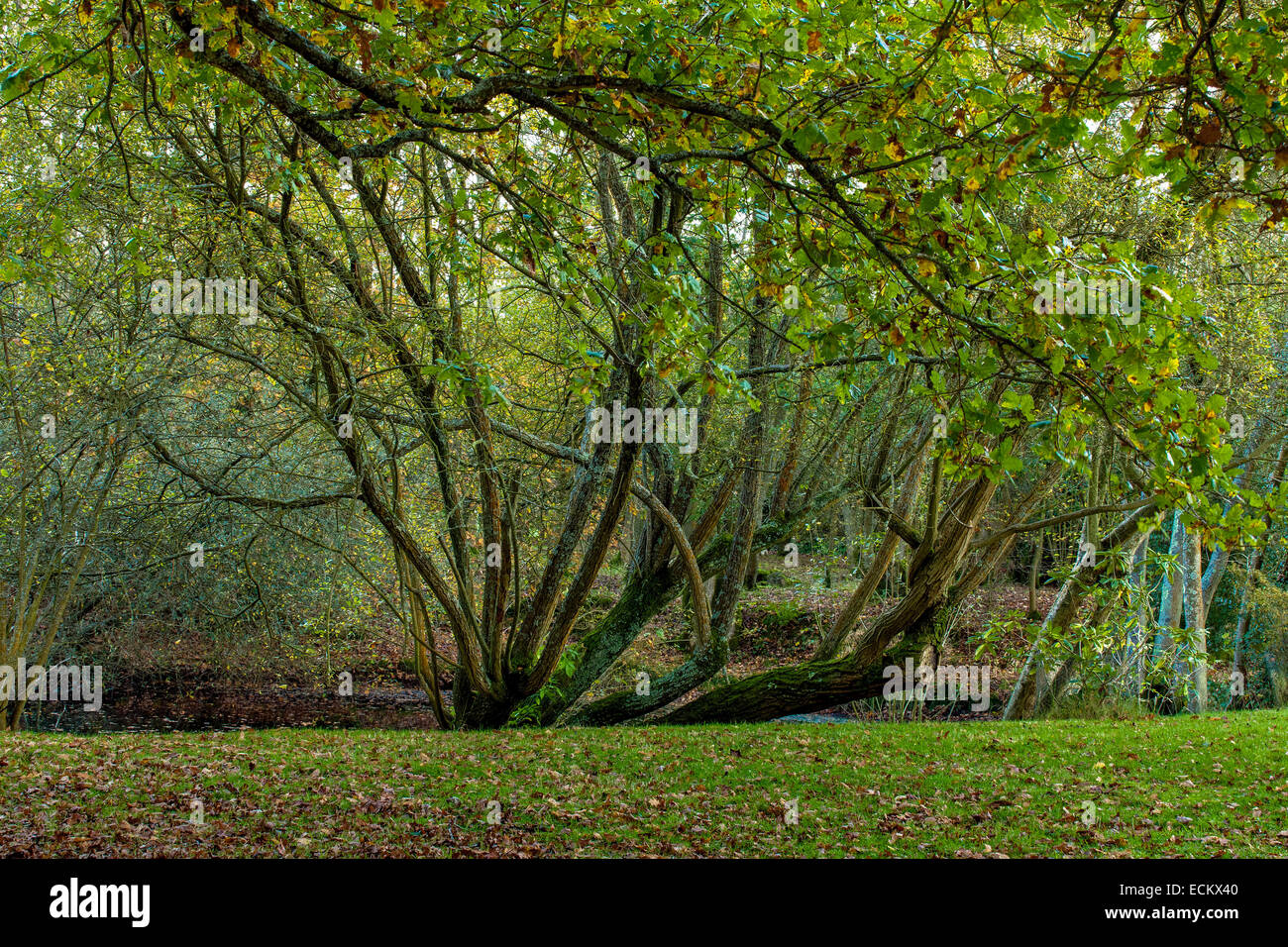 Trees of Sussex Stock Photo Alamy
