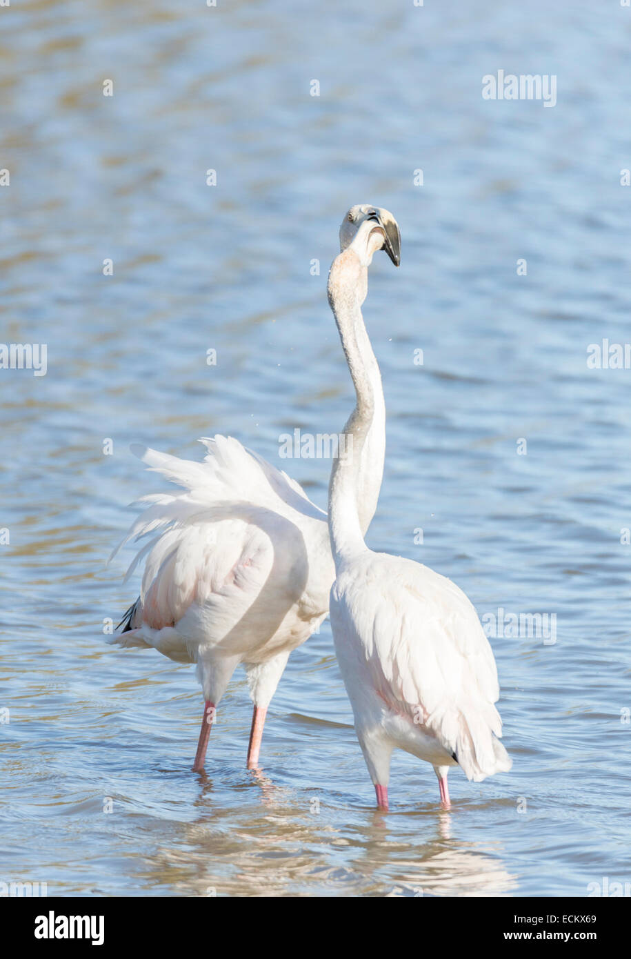 phoenicopterus ruber, greater flamingo looking for food under water Stock Photo