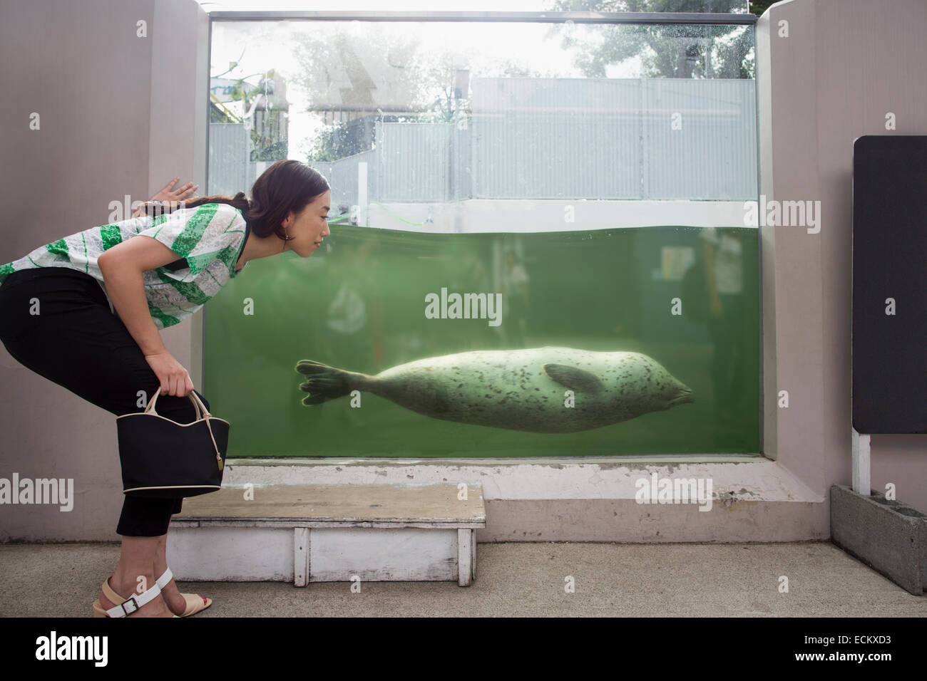 A woman crouching by a marine tank at an aquarium exhibit.  An animal in the water. Stock Photo