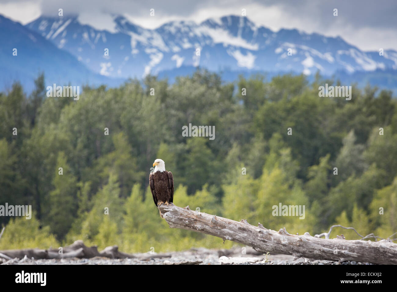 American bald eagle sat by the Tsirku river, Alaska, USA, North America. Stock Photo