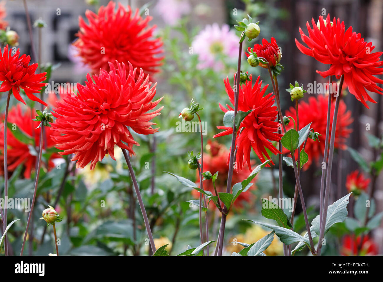 Red Cactus Dahlia 'Bergers Record' in flower border Stock Photo - Alamy