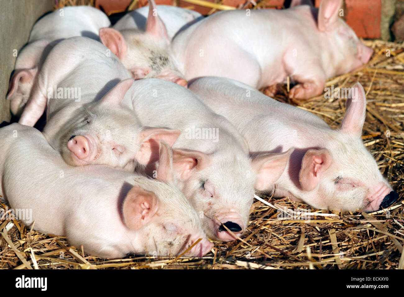 Middle White Piglets sleeping on a bed of straw Stock Photo