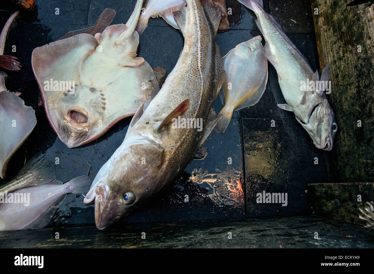 Codfish (Gadus morhua), skate (Raja erinacea), yellowtail flounder (Limanda ferruginea) and haddock (Melanogrammus aeglefinus) Stock Photo