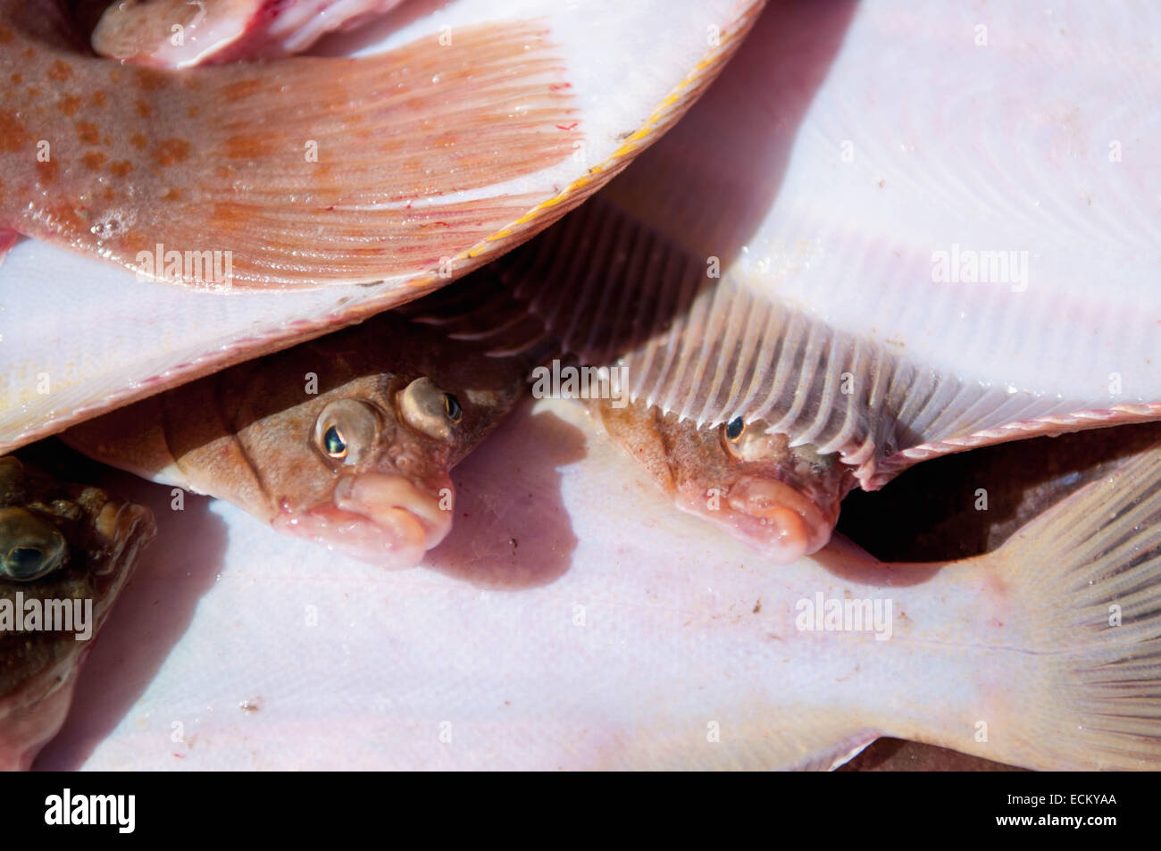 Yellowtail flounder (Limanda Ferruginea ) on deck of fishing dragger