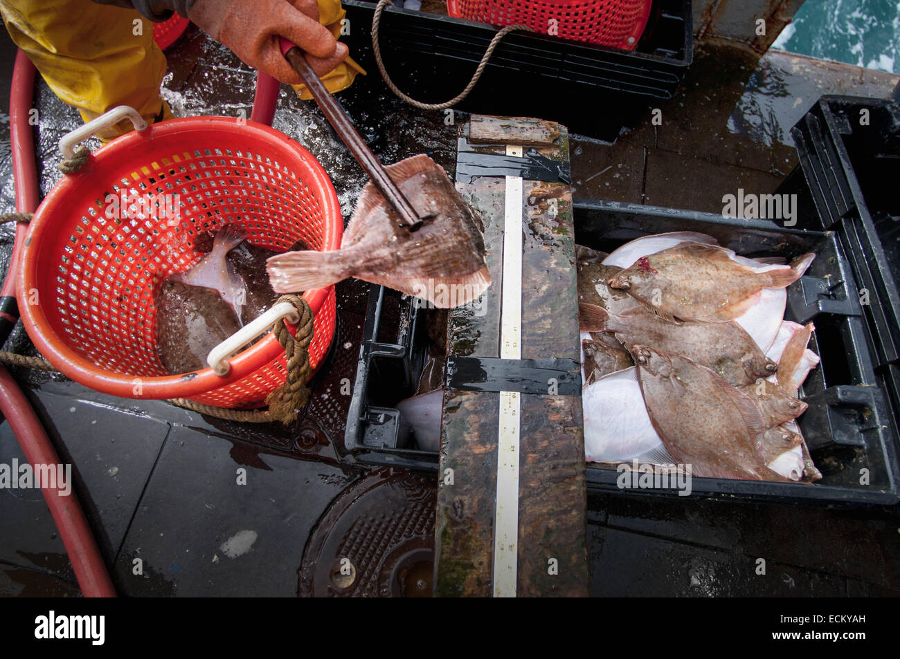 Fisherman measures Yellowtail Flounder (Limanda ferruginea) on deck of fishing dragger. Stellwagen Bank, New England, United Sta Stock Photo