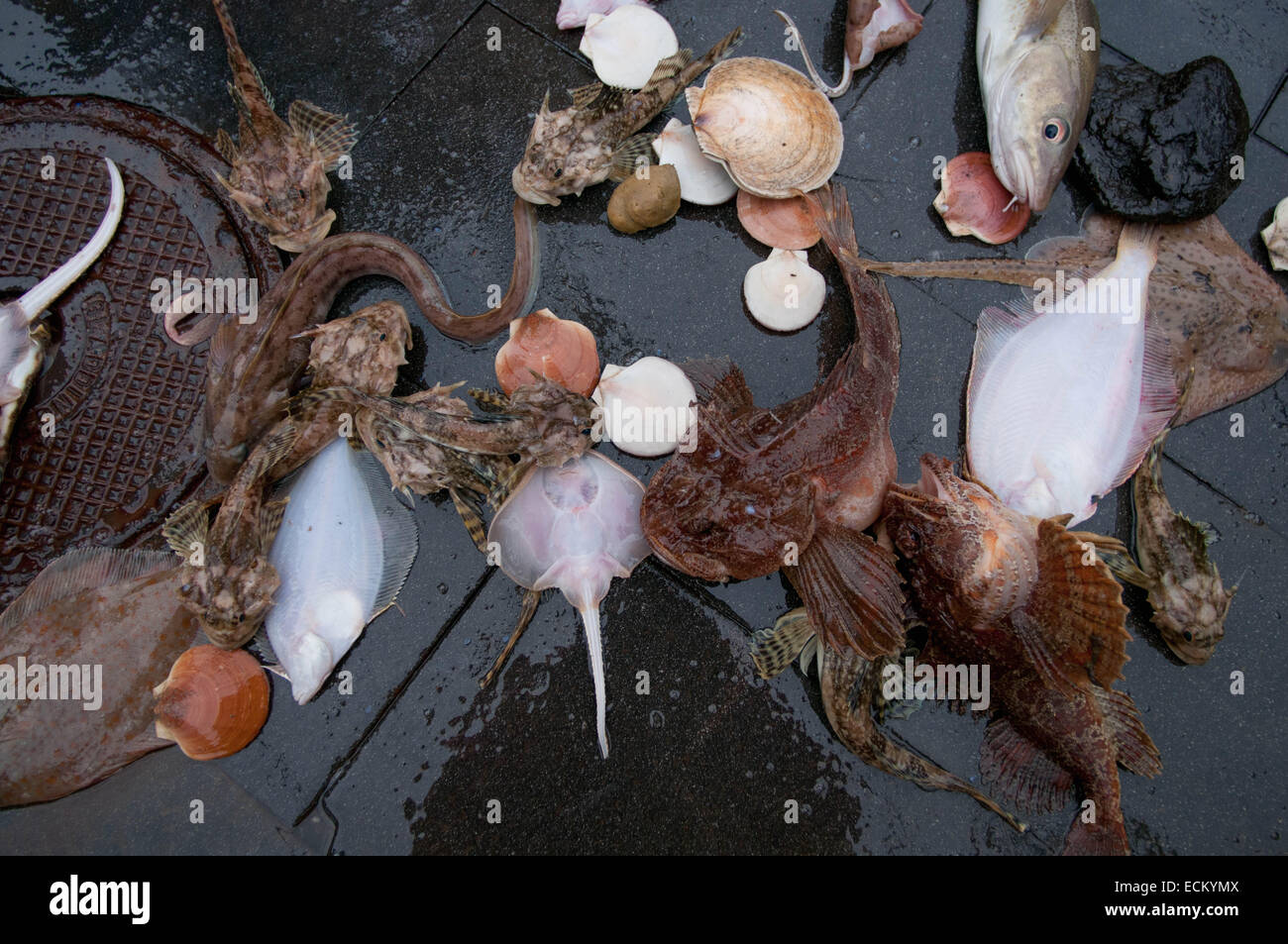 Skate (Raja erinacea), yellowtail flounder (Limanda ferruginea), lobster (Homarus americanus) and sea raven (Hemitipterus americ Stock Photo