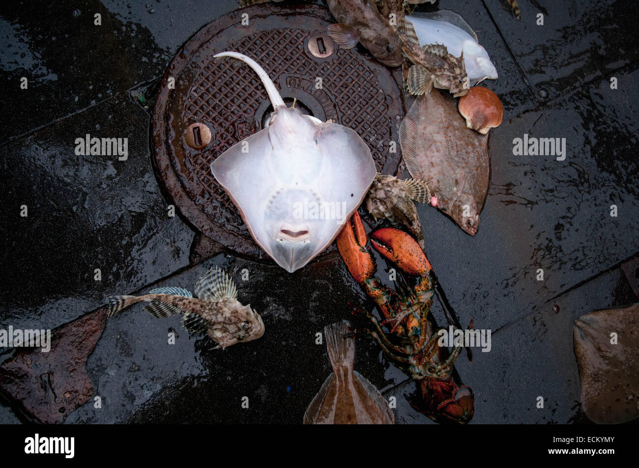 Skate (Raja erinacea), yellowtail flounder (Limanda ferruginea